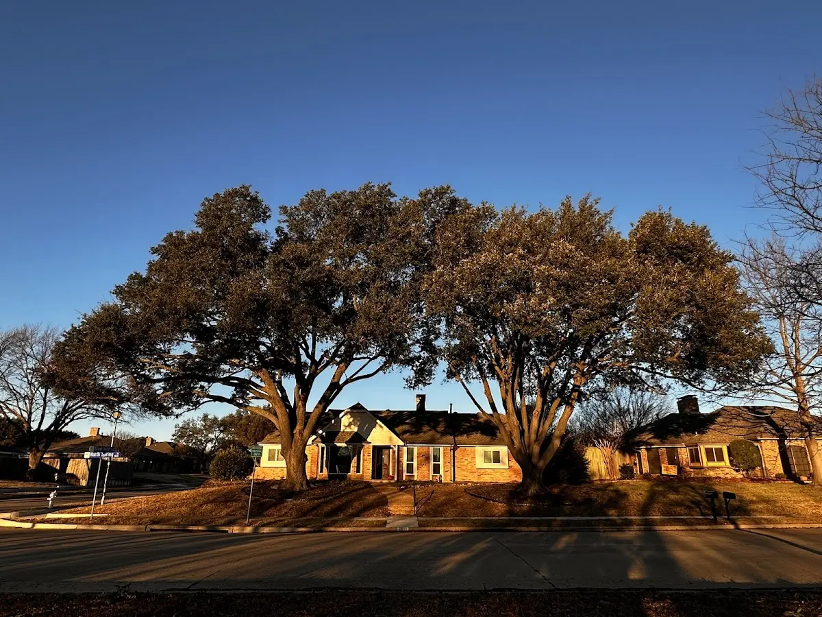 Established residential canopy tree shading a home in Satsuma